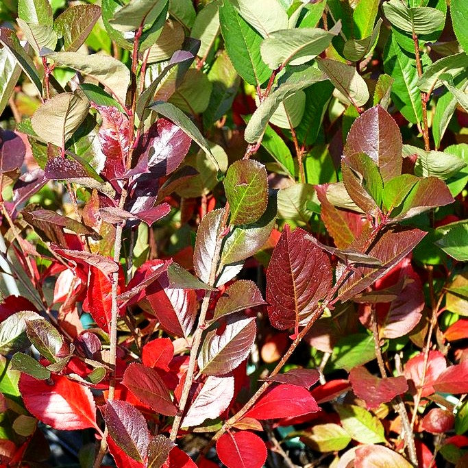 Kahle Apfelbeere 'Viking' (Aronia melanocarpa)