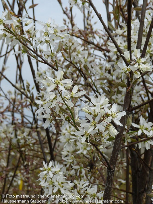 Kahle Felsenbirne (Amelanchier laevis)