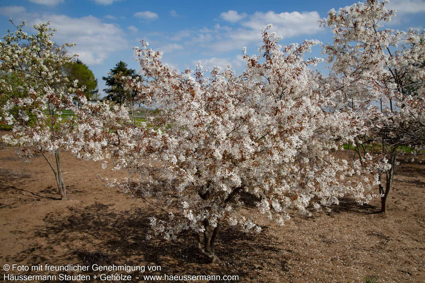 Kahle Felsenbirne (Amelanchier laevis)