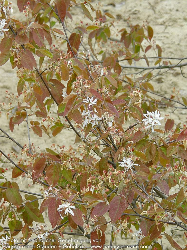Kahle Felsenbirne (Amelanchier laevis)