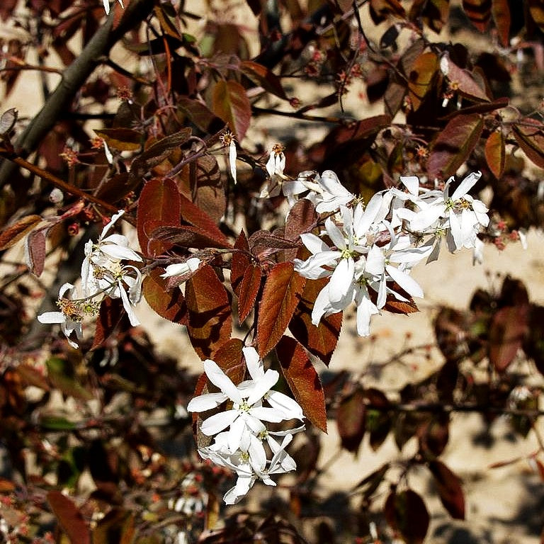 Kahle Felsenbirne (Amelanchier laevis)