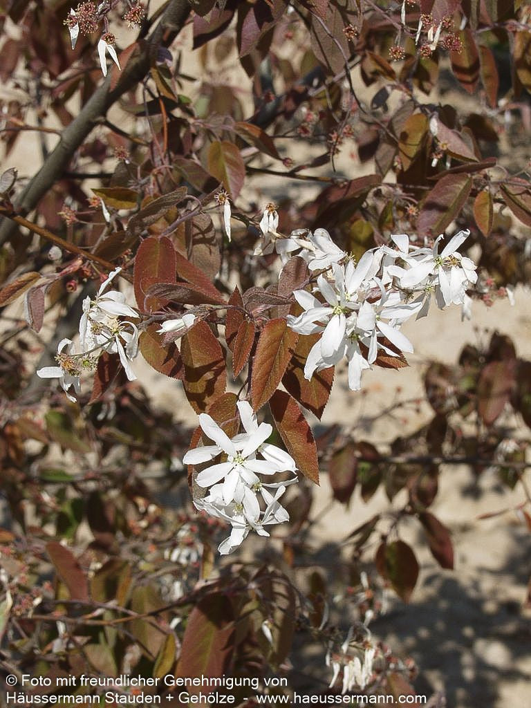 Kahle Felsenbirne (Amelanchier laevis)