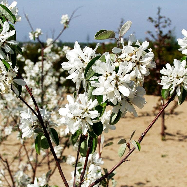 Kahle Felsenbirne 'Edelweiß' (Amelanchier laevis)