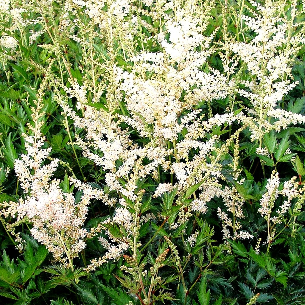 Kahle Prachtspiere 'Hennie Graafland' (Astilbe glaberrima)