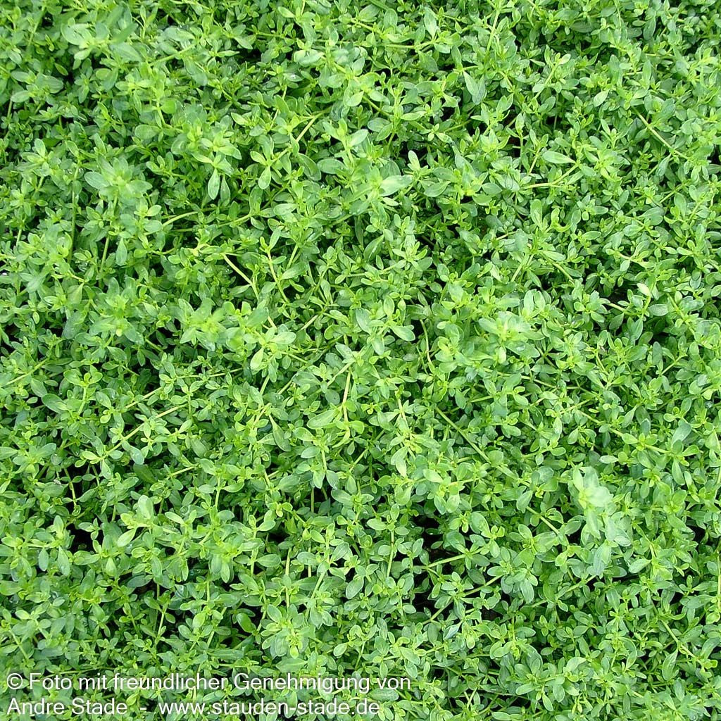 Kahles Bruchkraut (Herniaria glabra)