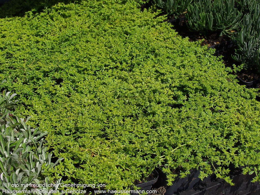 Kahles Bruchkraut (Herniaria glabra)