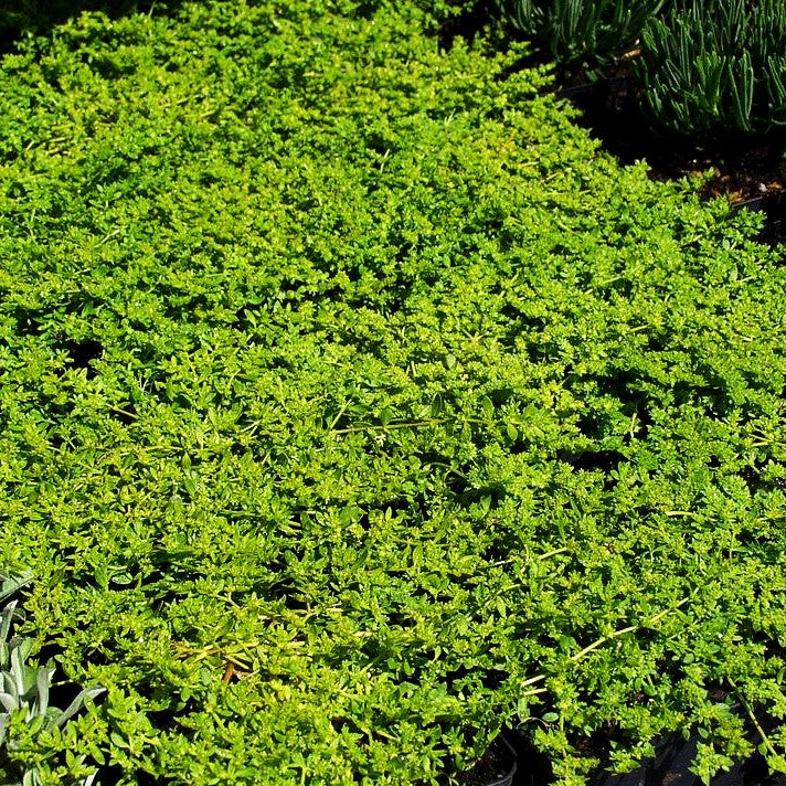 Kahles Bruchkraut (Herniaria glabra)