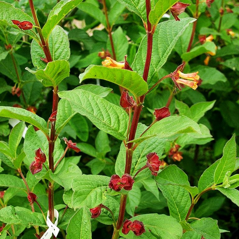Kalifornische Heckenkirsche (Lonicera ledebourii)