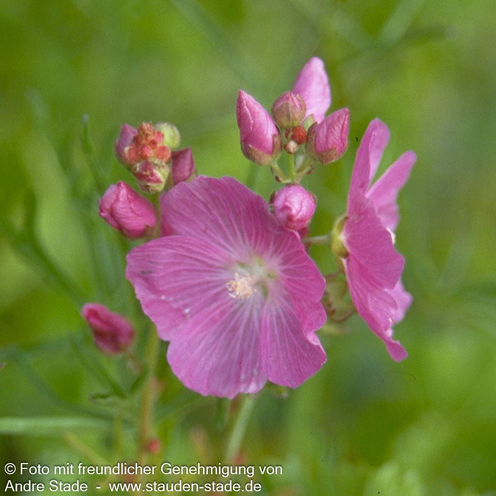 Kalifornische Schmuckmalve 'Rosanna' (Sidalcea malviflora)