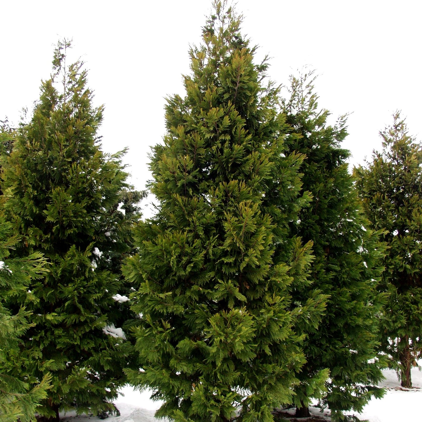 Kalifornische Weihrauchzeder (Calocedrus decurrens)