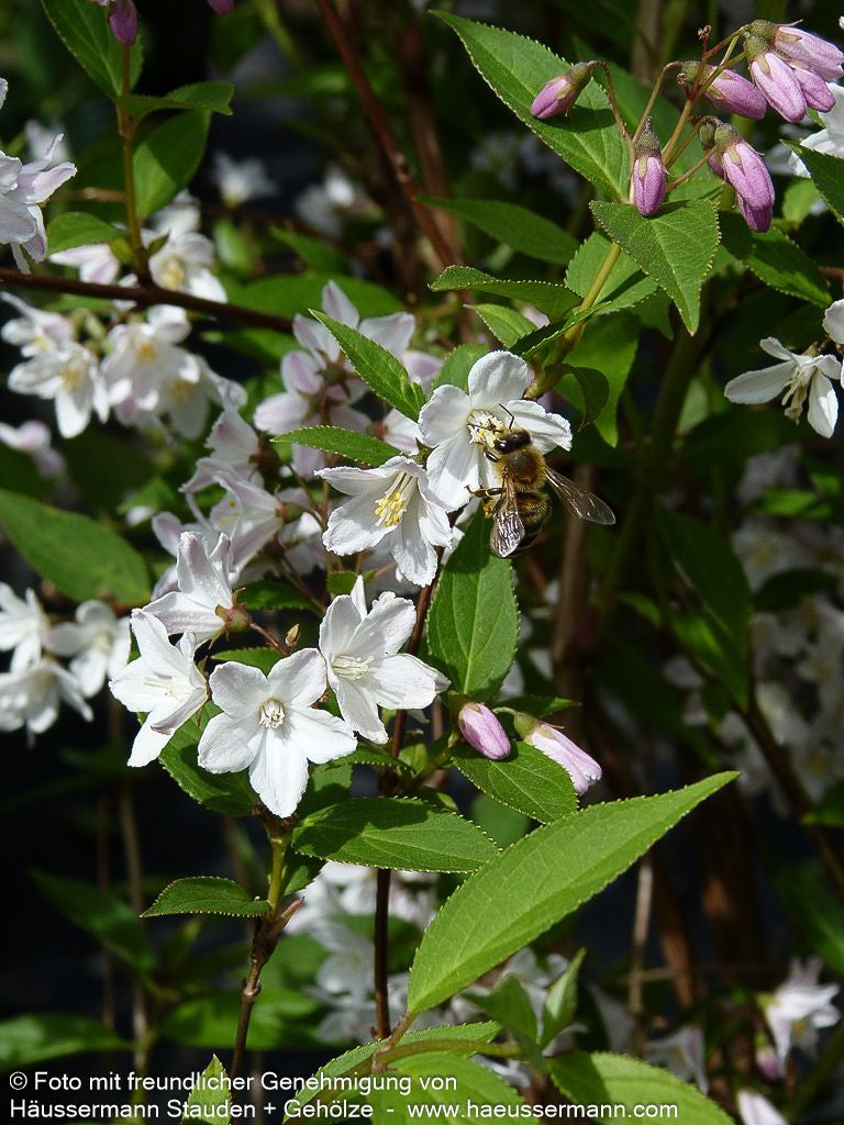 Kalmien-Deutzie (Deutzia x kalmiiflora)