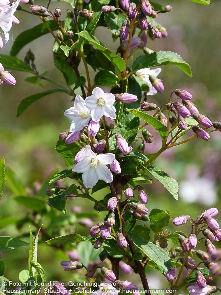 Kalmien-Deutzie (Deutzia x kalmiiflora)