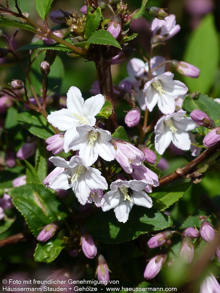 Kalmien-Deutzie (Deutzia x kalmiiflora)