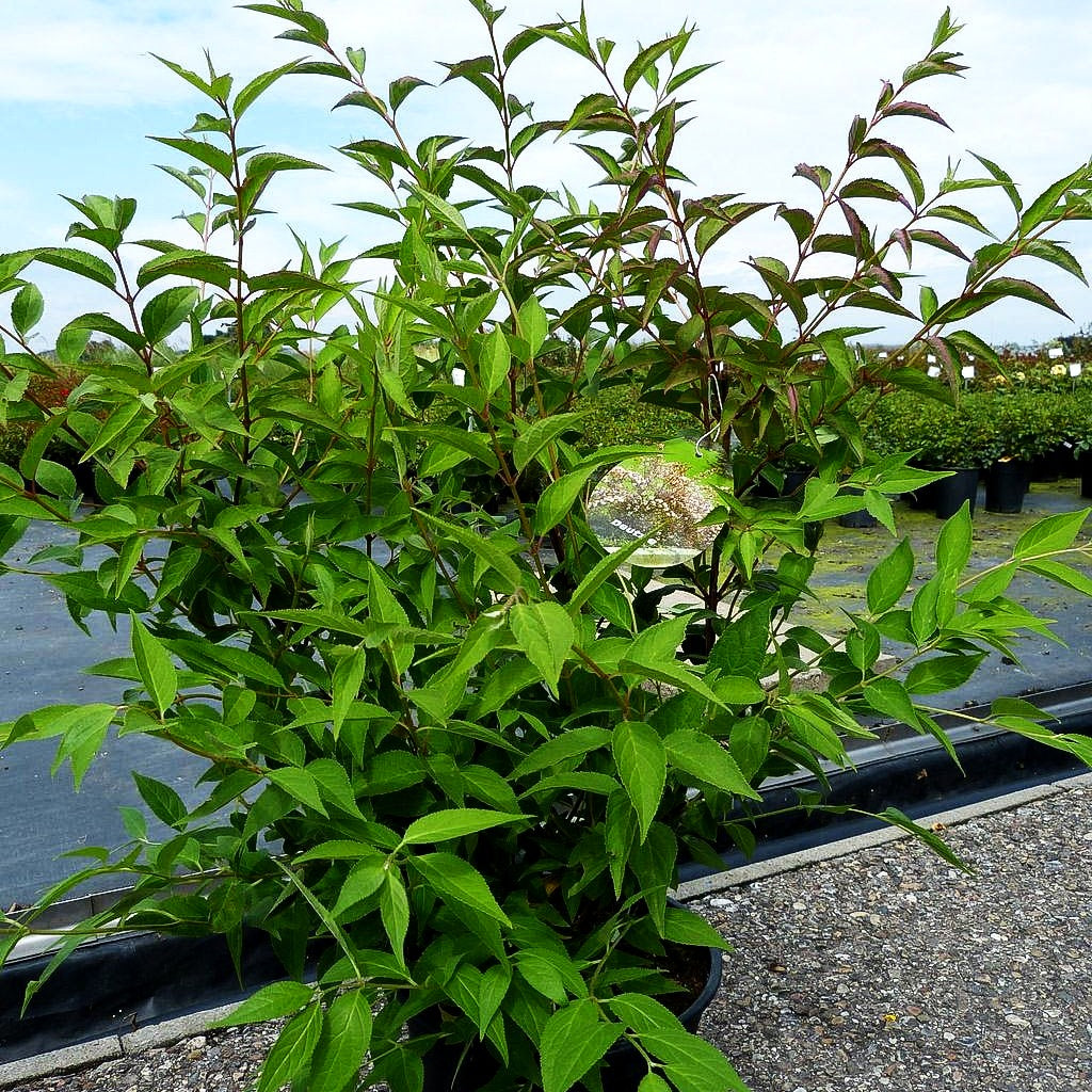 Kalmien-Deutzie (Deutzia x kalmiiflora)