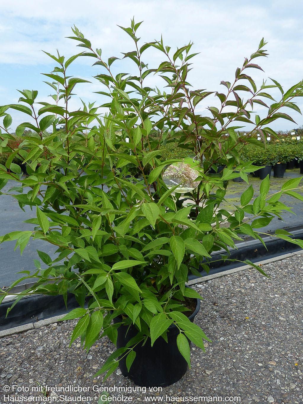 Kalmien-Deutzie (Deutzia x kalmiiflora)