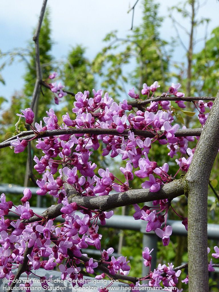 Kanadischer Hänge-Judasbaum 'Lavender Twist' (Cercis canadensis)