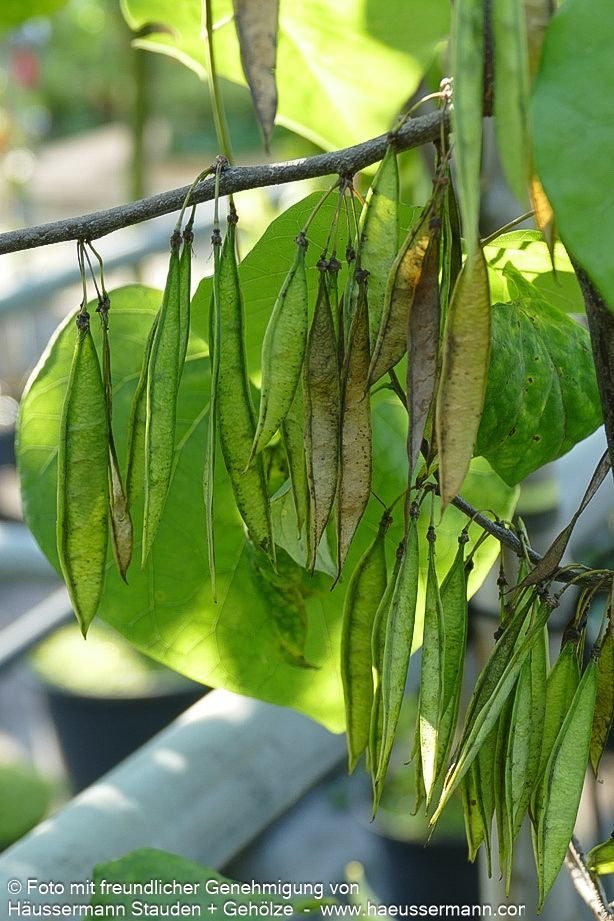Kanadischer Hänge-Judasbaum 'Lavender Twist' (Cercis canadensis)