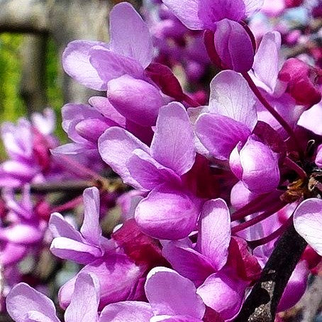 Kanadischer Hänge-Judasbaum 'Lavender Twist' (Cercis canadensis)