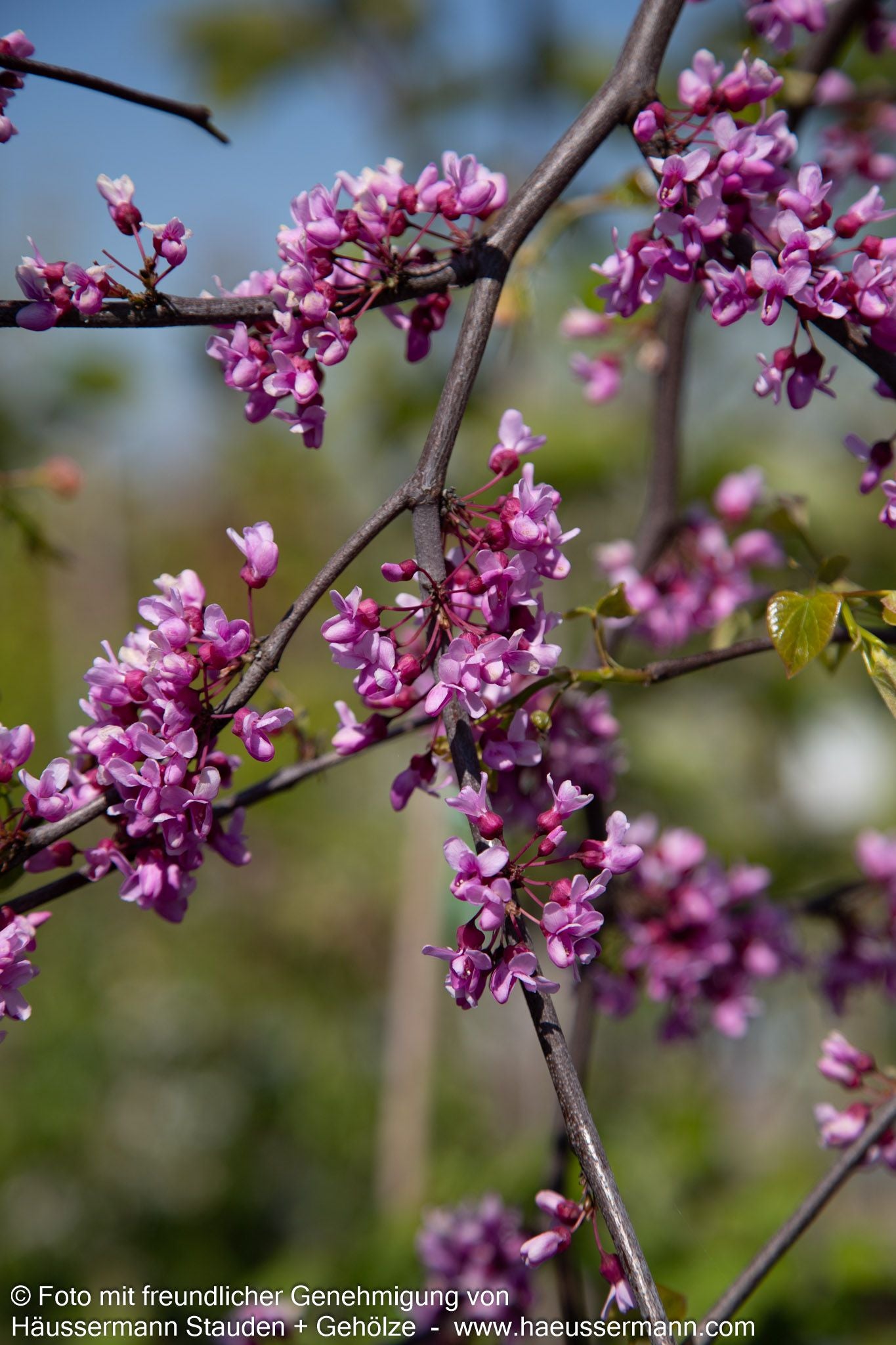Kanadischer Hänge-Judasbaum 'Lavender Twist' (Cercis canadensis)