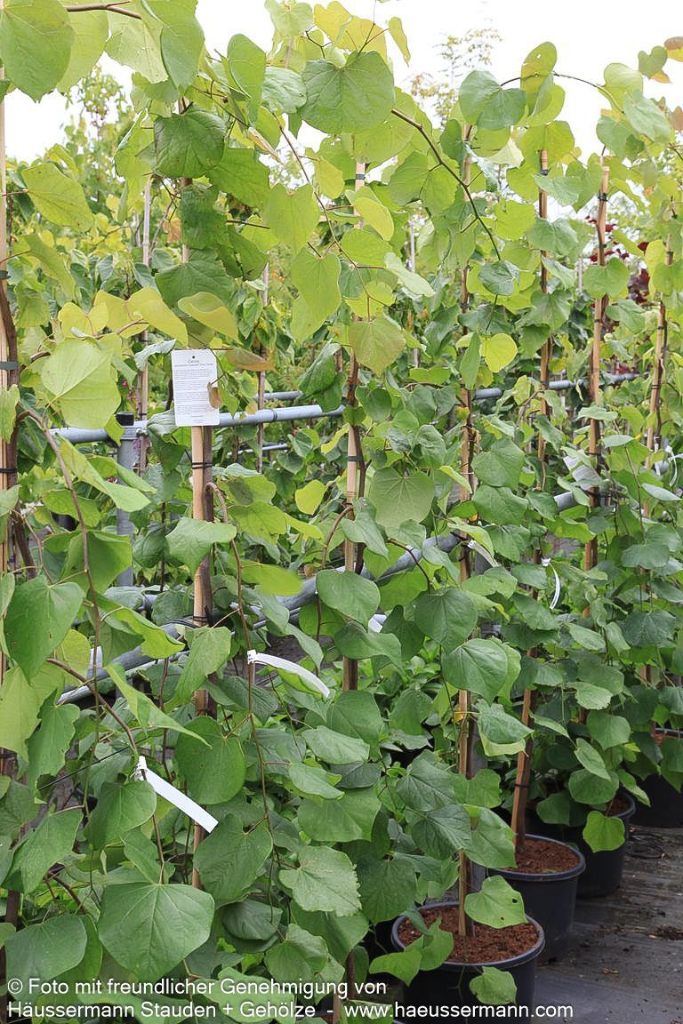 Kanadischer Hänge-Judasbaum 'Lavender Twist' (Cercis canadensis)