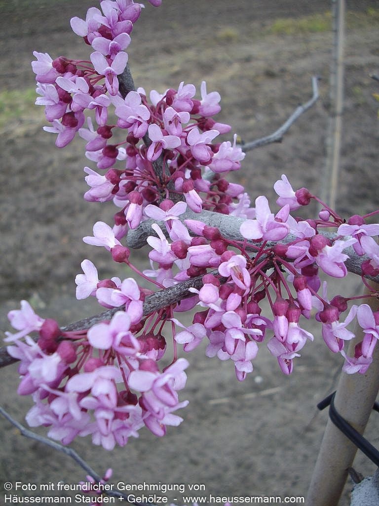 Kanadischer Hänge-Judasbaum 'Lavender Twist' (Cercis canadensis)