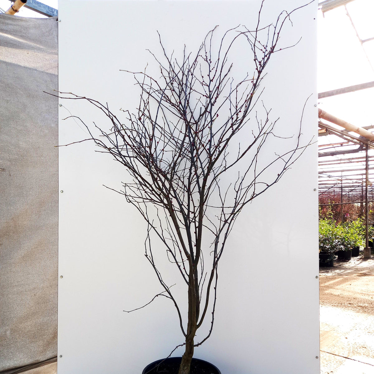 Kanadischer Judasbaum 'Alley Cat' (Cercis canadensis)