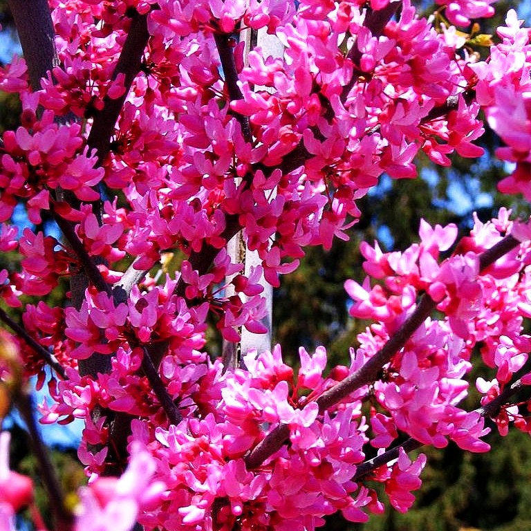 Kanadischer Judasbaum 'Appalachian Red' (Cercis canadensis)