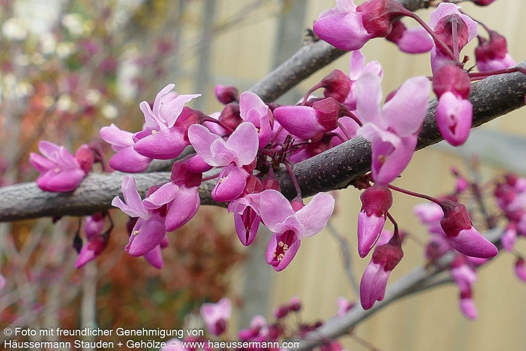 Kanadischer Judasbaum 'Forest Pansy' (Cercis canadensis)