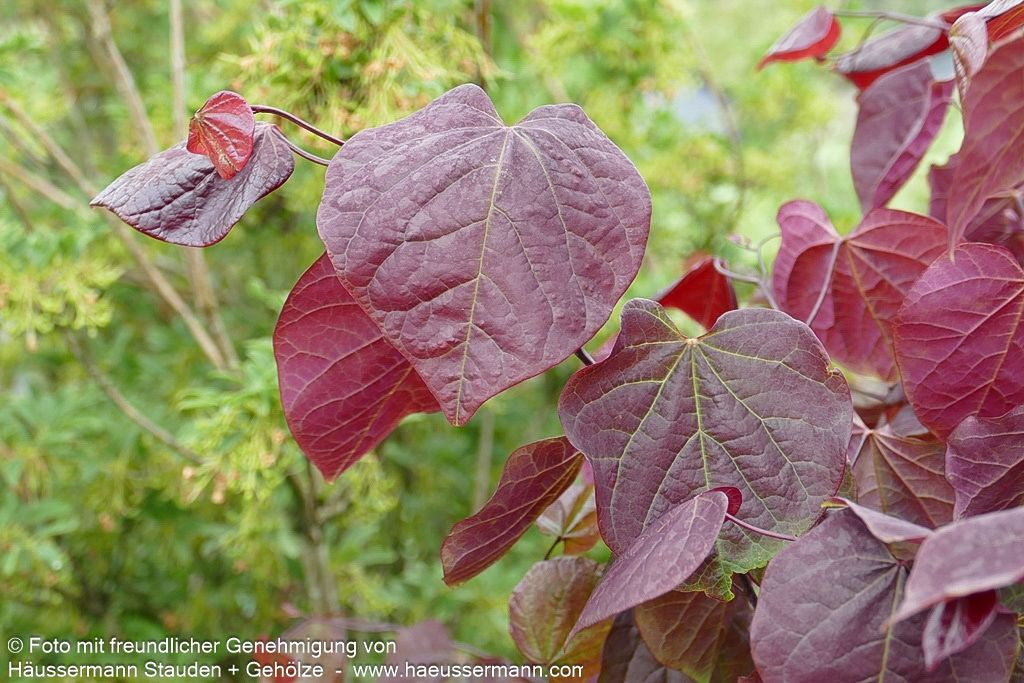 Kanadischer Judasbaum 'Forest Pansy' (Cercis canadensis)
