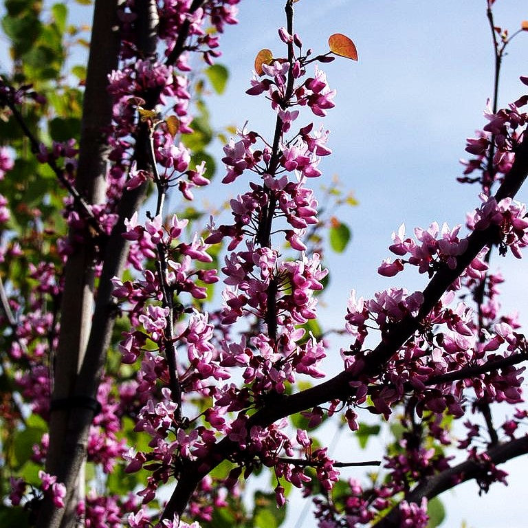Kanadischer Judasbaum 'Forest Pansy' (Cercis canadensis)