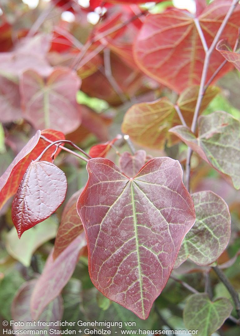 Kanadischer Judasbaum 'Forest Pansy' (Cercis canadensis)