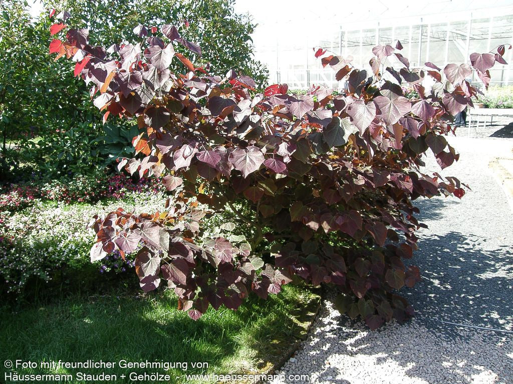 Kanadischer Judasbaum 'Forest Pansy' (Cercis canadensis)