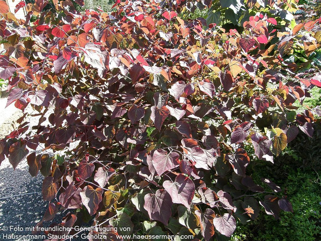 Kanadischer Judasbaum 'Forest Pansy' (Cercis canadensis)