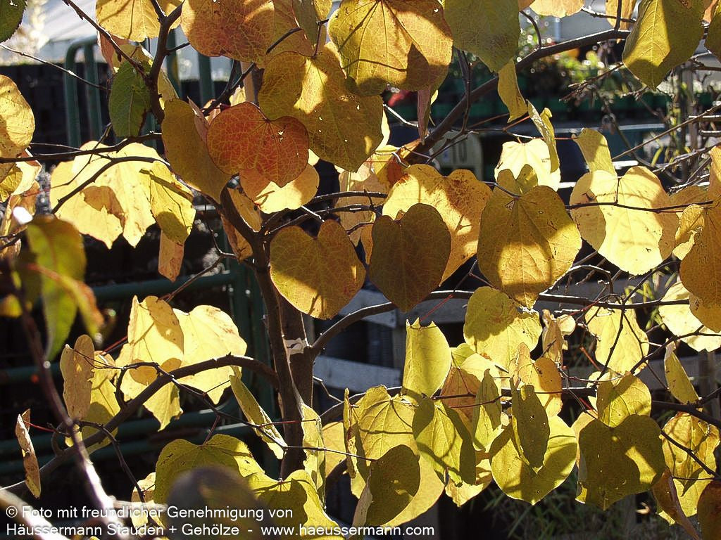 Kanadischer Judasbaum 'Forest Pansy' (Cercis canadensis)