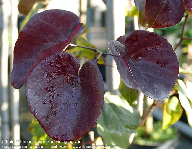 Kanadischer Judasbaum 'Merlot' (Cercis canadensis)