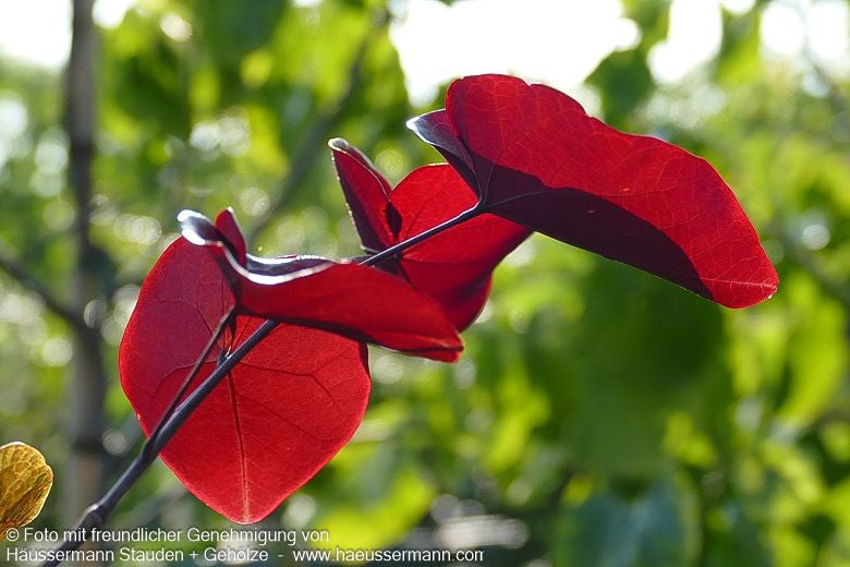 Kanadischer Judasbaum 'Merlot' (Cercis canadensis)