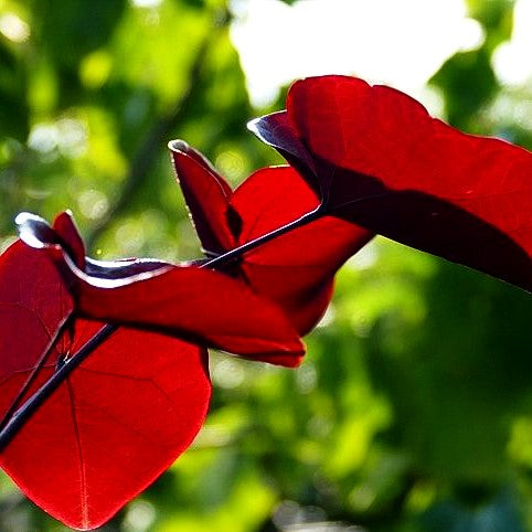 Kanadischer Judasbaum 'Merlot' (Cercis canadensis)