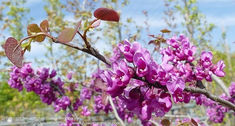 Kanadischer Judasbaum 'Oklahoma' (Cercis canadensis)