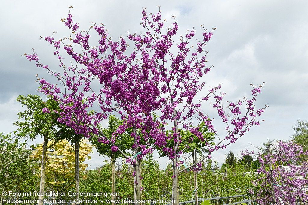 Kanadischer Judasbaum 'Oklahoma' (Cercis canadensis)