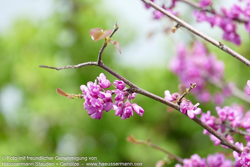 Kanadischer Judasbaum 'Oklahoma' (Cercis canadensis)