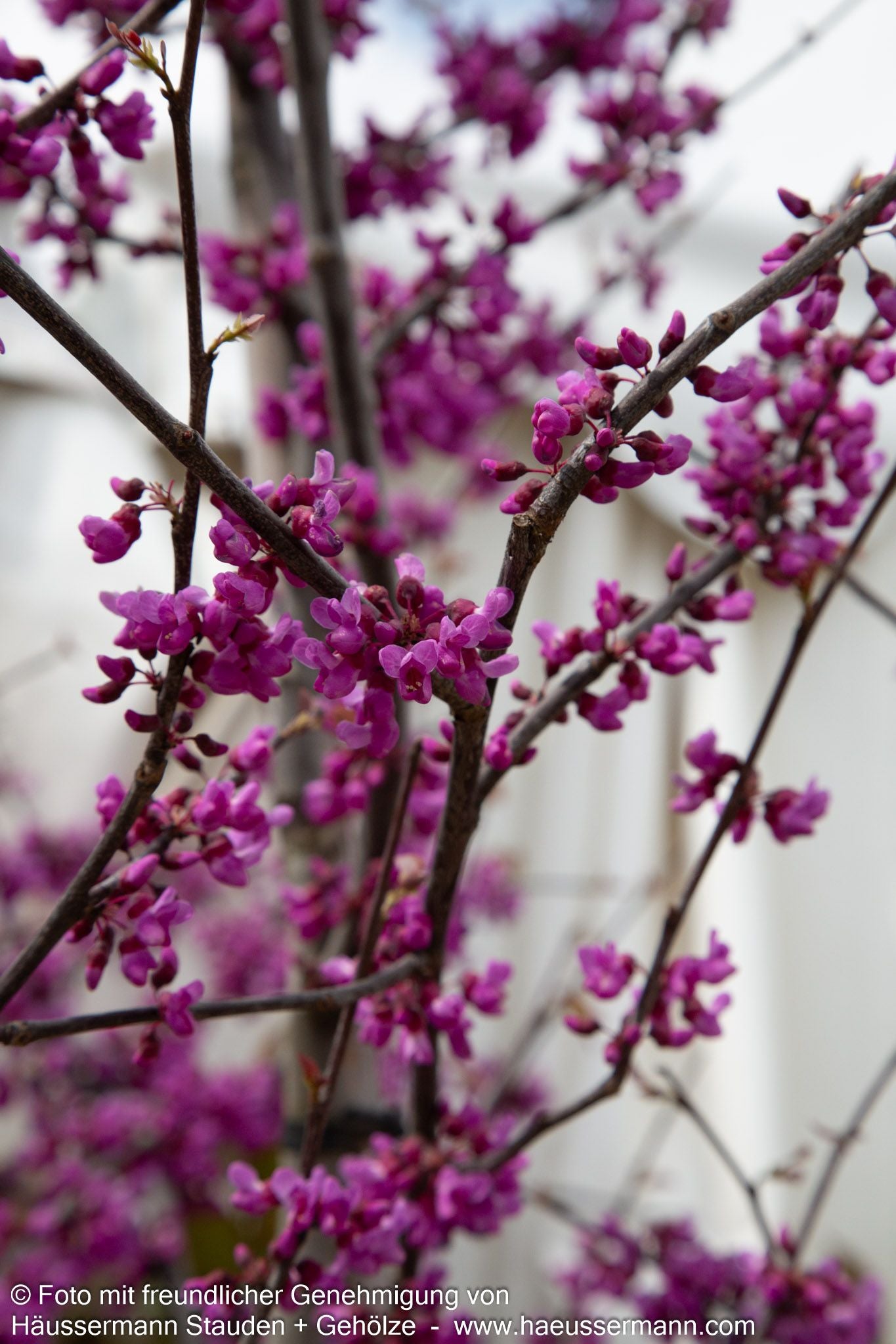 Kanadischer Judasbaum 'Oklahoma' (Cercis canadensis)