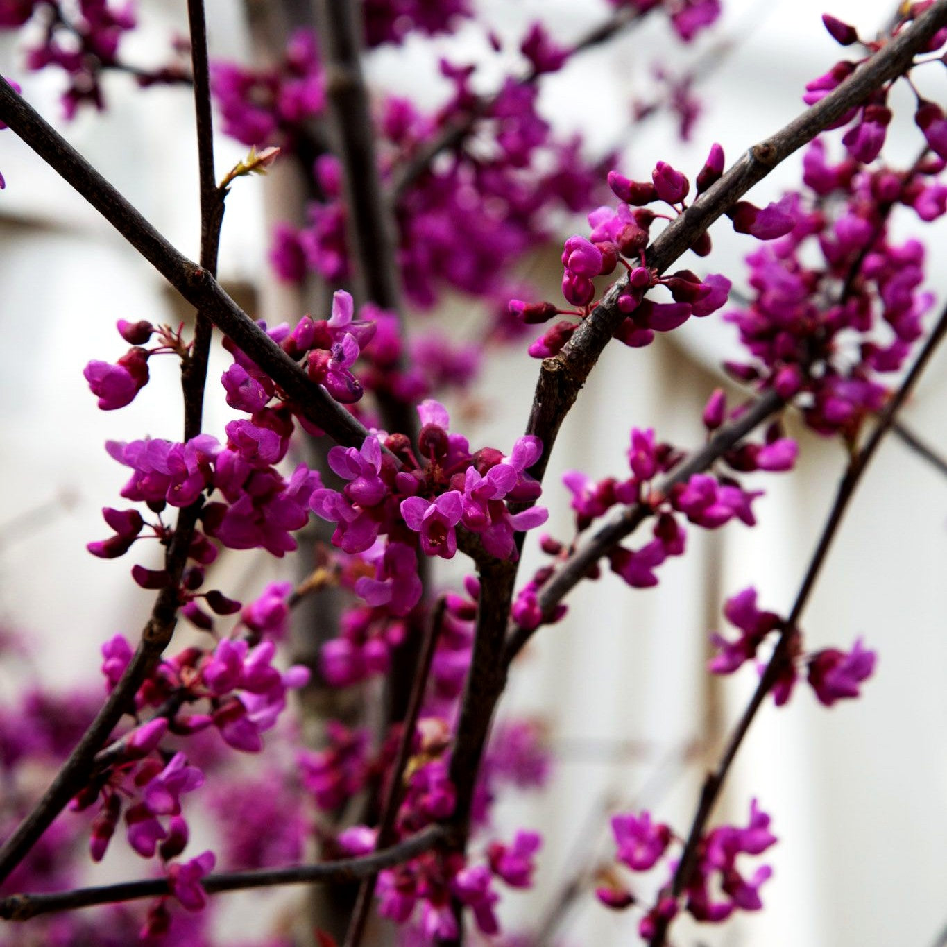 Kanadischer Judasbaum 'Oklahoma' (Cercis canadensis)