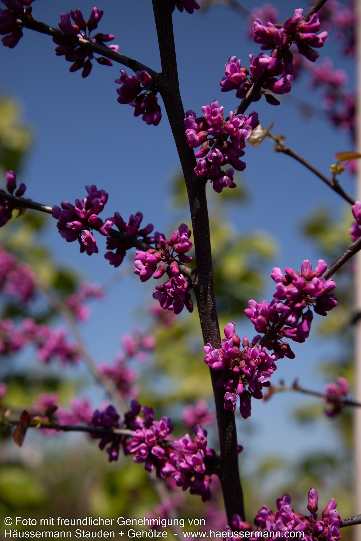 Kanadischer Judasbaum 'Oklahoma' (Cercis canadensis)