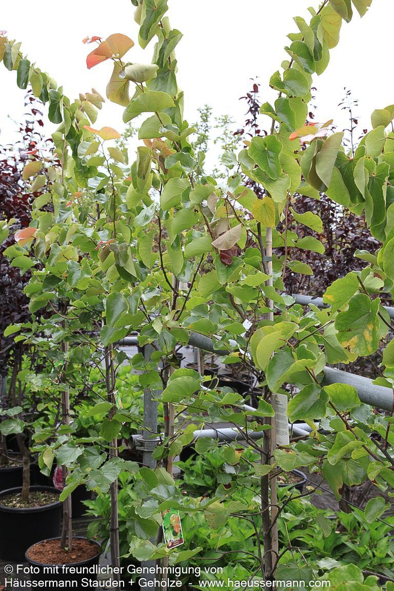 Kanadischer Judasbaum 'Oklahoma' (Cercis canadensis)