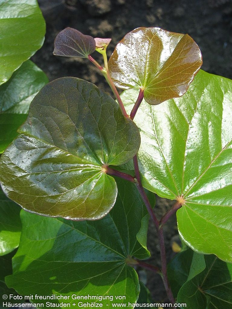 Kanadischer Judasbaum 'Oklahoma' (Cercis canadensis)