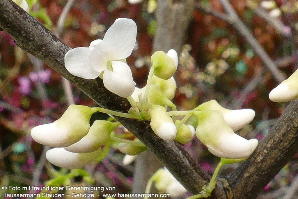 Kanadischer Judasbaum 'Royal White' (Cercis canadensis)