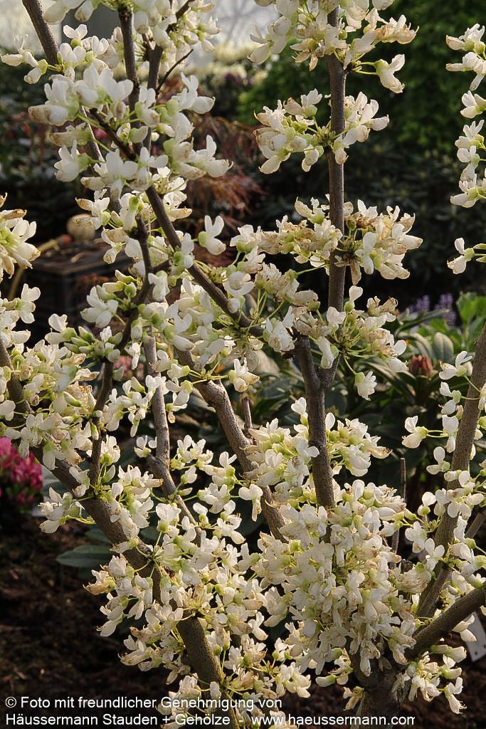 Kanadischer Judasbaum 'Royal White' (Cercis canadensis)