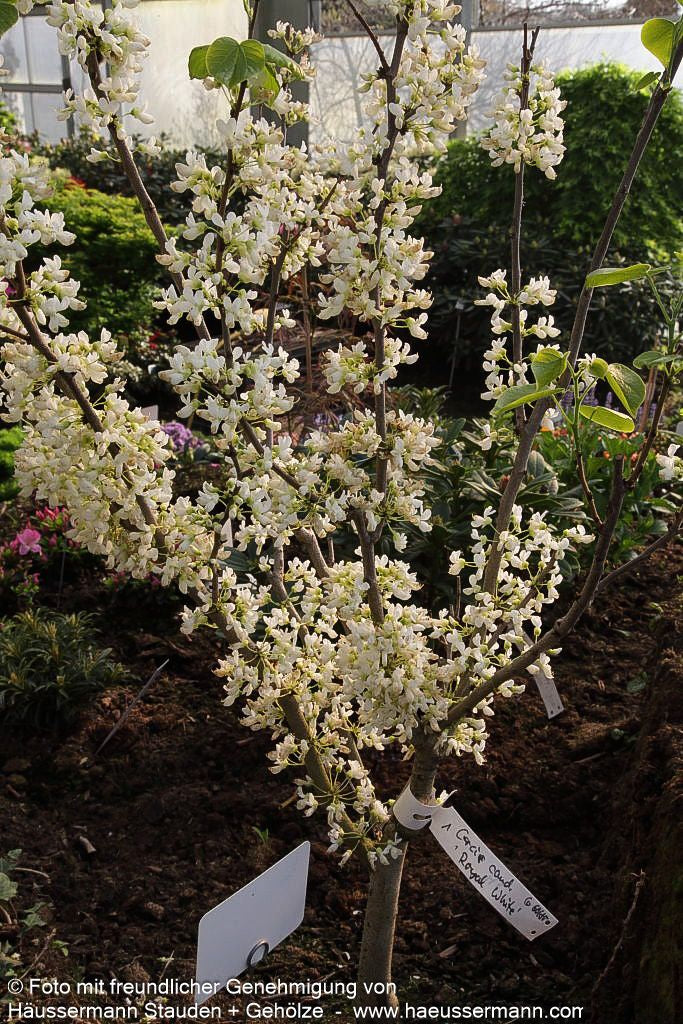 Kanadischer Judasbaum 'Royal White' (Cercis canadensis)