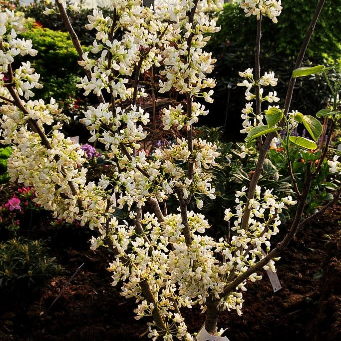 Kanadischer Judasbaum 'Royal White' (Cercis canadensis)