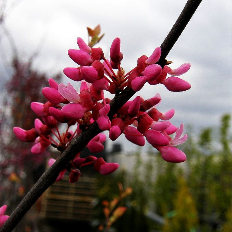 Kanadischer Judasbaum 'Tennessee Pink' (Cercis canadensis)